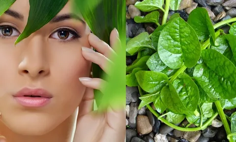 Rau mồng tơi – “bí quyết xanh” giúp làm sáng da, se khít lỗ chân lông và ngăn ngừa lão hóa