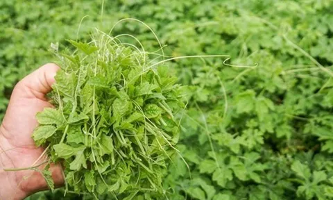 Cây dại mọc bờ rào có vị đắng ngắt, xưa không ai ngó ngàng nay thành đặc sản, trồng 45 ngày cho thu hoạch