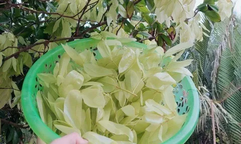 Loại cây lá rụng đầy không ai nhặt lại là đặc sản chỉ có ở miền Tây, giá 90.000 đồng/kg, người thành phố muốn mua không dễ