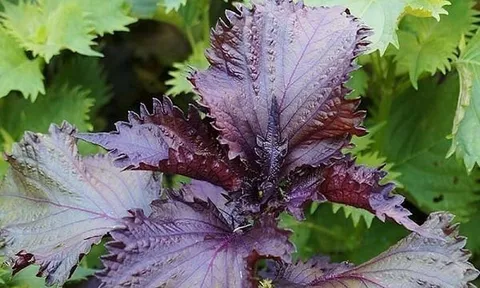 3 kiểu người không được ăn lá tía tô bừa bãi