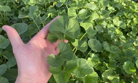 Nghề lạ ở Việt Nam: Trồng loại rau mọc dại bờ mương, người nông dân bỏ túi gần trăm triệu đồng/tháng, mở ra hướng đi mới