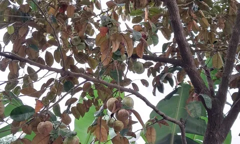 Loại quả xưa rụng đầy không ai ngó ngàng, nay thành đặc sản được ưa chuộng 60.000 đ/kg, trồng một lần thu hoạch nhiều năm