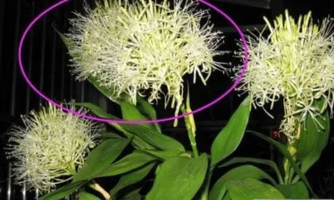 Cây trồng trong nhà xuất hiện những dấu hiệu này: Điềm báo phát tài, tài lộc và phú quý sắp gõ cửa