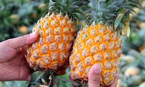 Mẹo chọn dứa chín tự nhiên, nhiều nước, ngọt lịm