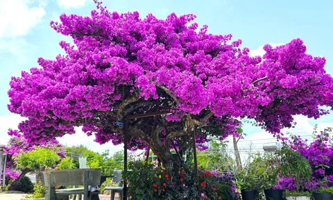 Mẹo làm hoa giấy nở hoa chỉ sau 10 ngày