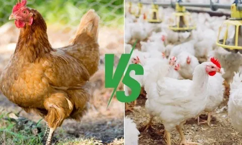 Thịt gà ta và gà công nghiệp loại nào tốt hơn? Đáp án sau đây khiến nhiều người bất ngờ