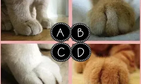 Trắc nghiệm tâm lý: Bàn chân mèo nào đáng yêu nhất?