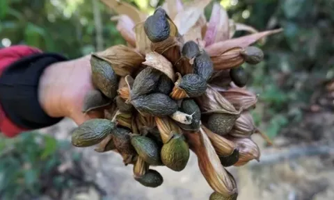 “Lộc trời” 4 năm mới có một lần, được coi như đặc sản thành phố, càng hè càng đắt khách dù giá đắt đỏ