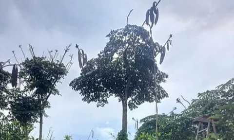 Loại quả có vị đắng xưa "người nghèo" ăn đến chán ngán, nay thành đặc sản mùa hè được ưa chuộng, 70.000 đồng/kg