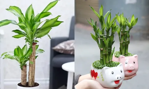 Nhà giàu thường trưng 3 loại cây này để hút tài lộc: Người nghèo đặt đúng cách cũng có cơ hội 'đổi vận'