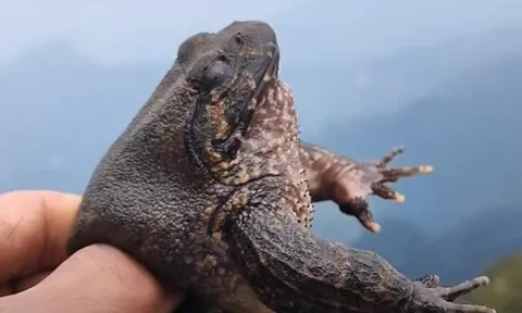 Đặc sản Lạng Sơn vô cùng quý hiếm, ai muốn thưởng thức phải đặt trước cả tháng, giá gần 1 triệu đồng/kg