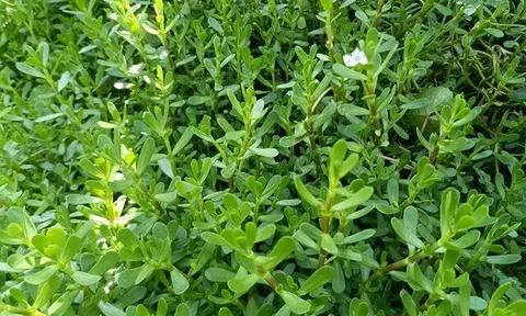 Cây dại mọc bờ mương có vị đắng nay thành đặc sản được ưa chuộng giá 70.000 đồng/kg, trồng 2 tháng cho thu hoạch