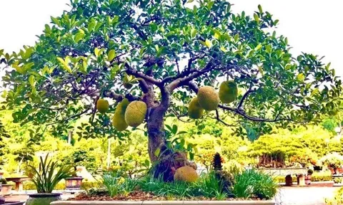 Cây ăn quả quen thuộc ở quê lên chậu thành bonsai, biểu tượng của may mắn và tài lộc, có cây giá 800 triệu đồng