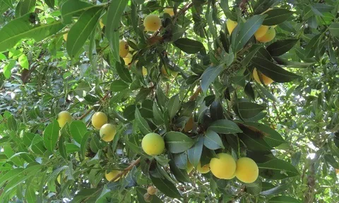 Loại quả xưa rụng đầy không ai ngó ngàng, nay thành đặc sản nổi tiếng khắp nơi 70.000 đ/kg, trồng một lần thu hoạch nhiều năm