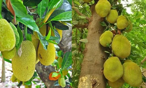 Các cụ dặn: 3 loại cây 'chặn tài lộc', đừng dại trồng trước cổng