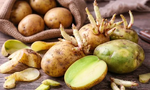 Khoai tây mọc mầm, vỏ vàng chuyển thành xanh: Nguy cơ nghiêm trọng mà nhiều người không biết