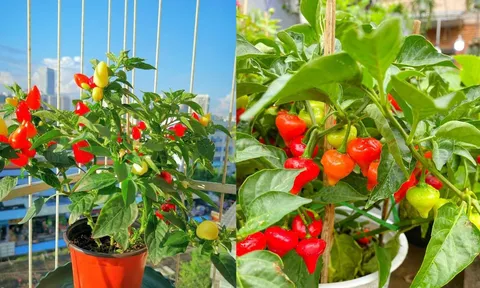 Trồng cây ớt trước cửa nhà có ý nghĩa phong thủy gì?