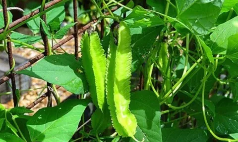 Loại rau bề ngoài xanh lét, sần sùi lại là "vàng xanh" cả thế giới săn lùng, kiểm soát đường huyết hiệu quả, chợ Việt có nhiều