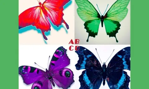 Trắc nghiệm tâm lý: Bạn ấn tượng với chú bướm nào nhất?