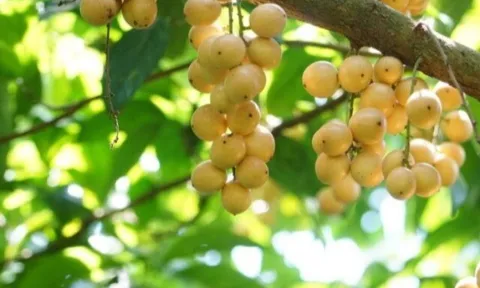 Loại quả xưa rụng đầy gốc không ai ngó ngàng, nay lên đời thành đặc sản miền Tây 30.000 đ/kg, trồng một lần hái bán nhiều năm