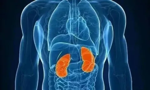 Chỉ còn một quả thận: Điều gì xảy ra với cơ thể và sức khỏe về lâu dài?