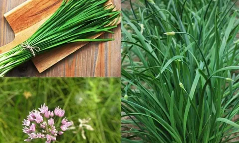 Loại rau bổ hơn thịt, tốt như ‘thuốc tự nhiên’: Dễ trồng như cỏ dại nhưng ít người biết để ăn