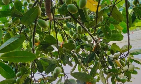 Loại quả xưa chín rụng đầy, nay thành đặc sản nổi tiếng ở thành phố giá 170.000 đ/kg, trồng một lần thu hoạch nhiều năm