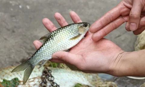 Nuôi loài cá đặc sản từng dùng để "tiến vua", nổi tiếng khó tính, 10 năm mới chịu đẻ lại giúp nông dân đổi đời