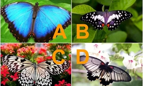 Trắc nghiệm: Chọn một con bướm để xem tình yêu định mệnh của bạn đã đến gần hay vẫn “ế dài hạn”?