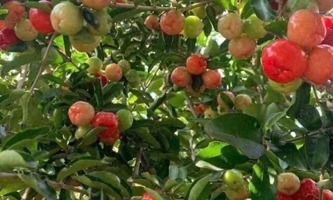 Loại quả xưa không ai ngó ngàng, nay thành đặc sản nổi tiếng khắp nơi 80.000 đ/kg, trồng một lần thu hoạch nhiều năm