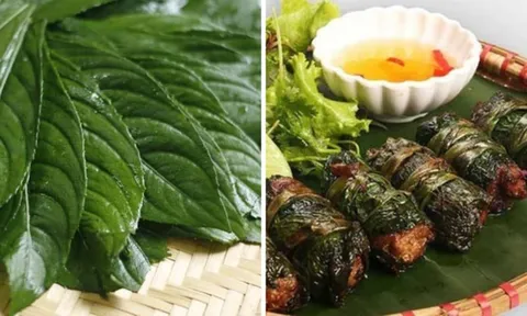 Loại lá cuốn chả thơm ngon gấp 3 lần lá lốt, bổ từ trong ra ngoài