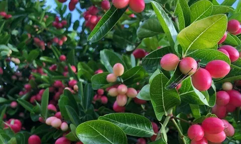 Loại quả mọc bờ rào xưa rụng đầy, nay thành đặc sản nổi tiếng được ưa chuộng, trồng một lần thu hoạch nhiều năm