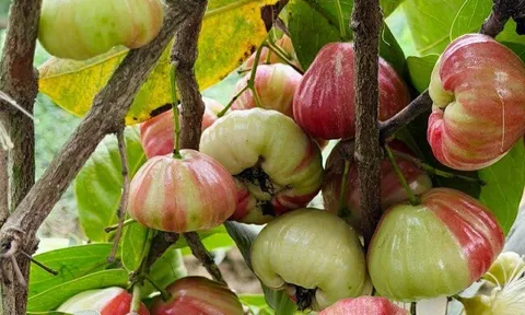 Loại quả xưa không ai ngó ngàng, nay thành đặc sản được ưa chuộng vì hương vị lạ giá 70.000 đ/kg, trồng một lần thu hoạch nhiều năm