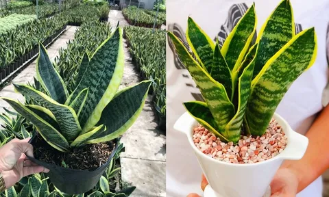 Ai nên trồng Cây Lưỡi Hổ? 2 mệnh hợp trồng cây này nhất