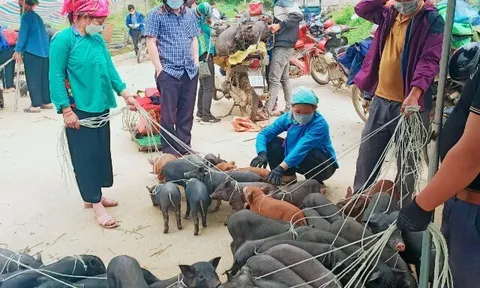 Phiên chợ độc nhất ở Lào Cai nằm giữa “lưng trời”, bán toàn đồ lạ khó nơi nào có