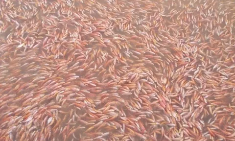 Nuôi loài cá đặc sản toàn thân màu hồng trên hồ nước ngọt, cứ thu hoạch là bán hết veo, giúp nông dân đổi đời