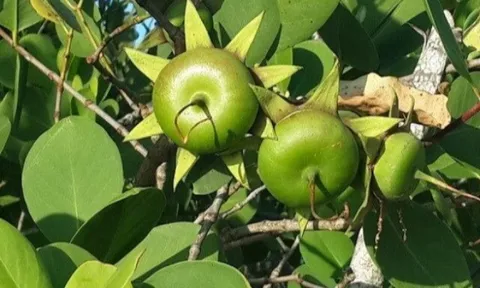 Loại quả mọc bờ rào xưa rụng đầy, nay thành đặc sản được ưa chuộng giá 150.000 đ/kg, trồng một lần thu hoạch nhiều năm