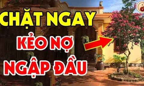 3 loại cây trồng trước cửa nhà nào nhà đó nghèo khổ: Cây càng xanh người càng suy