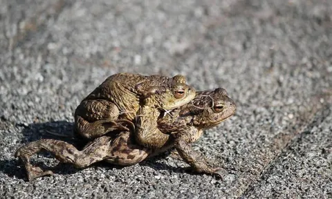 Các cụ dặn: 4 con vật vào nhà là điềm lành, đuổi đi là mất lộc