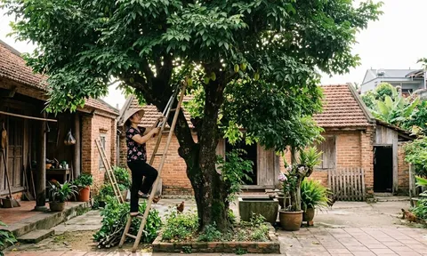 Vì sao cây khế xanh tốt nhưng ít quả? 5 điều nhiều gia đình đang làm sai