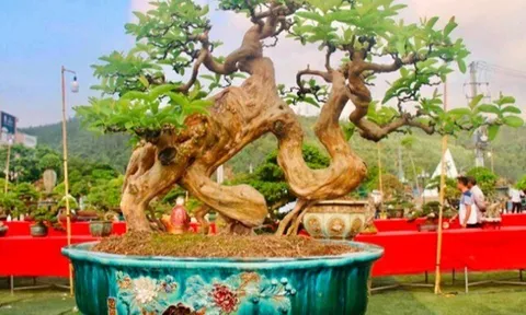 Cây ăn quả quen thuộc lên chậu thành bonsai được ưa chuộng, vừa đẹp vừa mang lại tài lộc dồi dào, có cây giá tiền tỷ