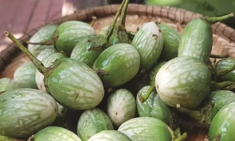 Loại quả xưa rụng đầy đường không ai nhặt, nay thành đặc sản nổi tiếng nơi núi rừng Tây Nguyên 