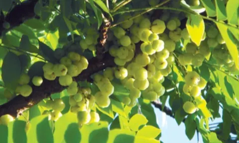 Loại quả mọc bờ rào xưa không ai ăn, nay thành món đặc sản khoái khẩu giá 180.000 đ/kg, trồng một lần thu hoạch nhiều năm