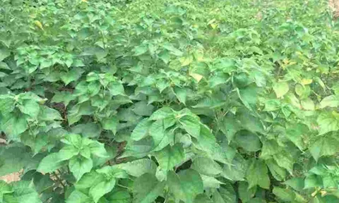 Cây dại mọc đầy bờ rào nay giúp nông dân đổi đời, vừa làm bánh, vừa thành sợi dệt, trồng 1 lần thu hoạch cả năm