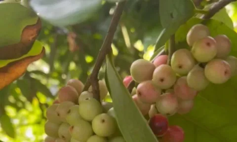 Loại quả xưa rụng đầy không ai ngó ngàng, nay thành đặc sản nổi tiếng khắp nơi 50.000 đ/kg, trồng một lần thu hoạch nhiều năm