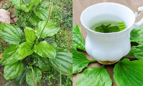 4 loại lá đun nước uống giúp mát gan, thải độc gan