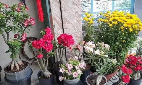 5 loại hoa Thần Tài 'cực ghét', bỏ ngay kẻo Tiền của lụi tàn