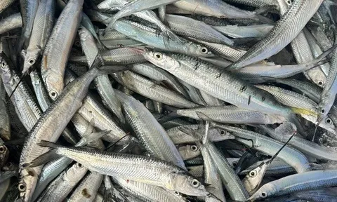 Loài cá mang tên nghe như đang “hờn cả thế giới”, là đặc sản Lâm Đồng hiếm có, ngư dân bắt được thường ăn ngay chứ không bán