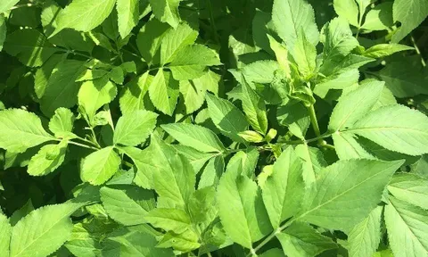 Cây mọc bờ rào có vị đắng nay thành đặc sản hương vị lạ được ưa chuộng ở thành phố, trồng 30 ngày cho thu hoạch, 50.000 đồng/kg