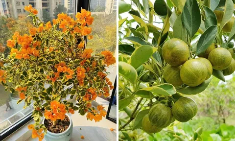 4 cây cảnh ánh kim “toàn vàng là vàng”: Vừa sang trọng vừa hút tài lộc, nhà giàu rất thích trồng